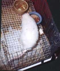 Snowy the albeno rat